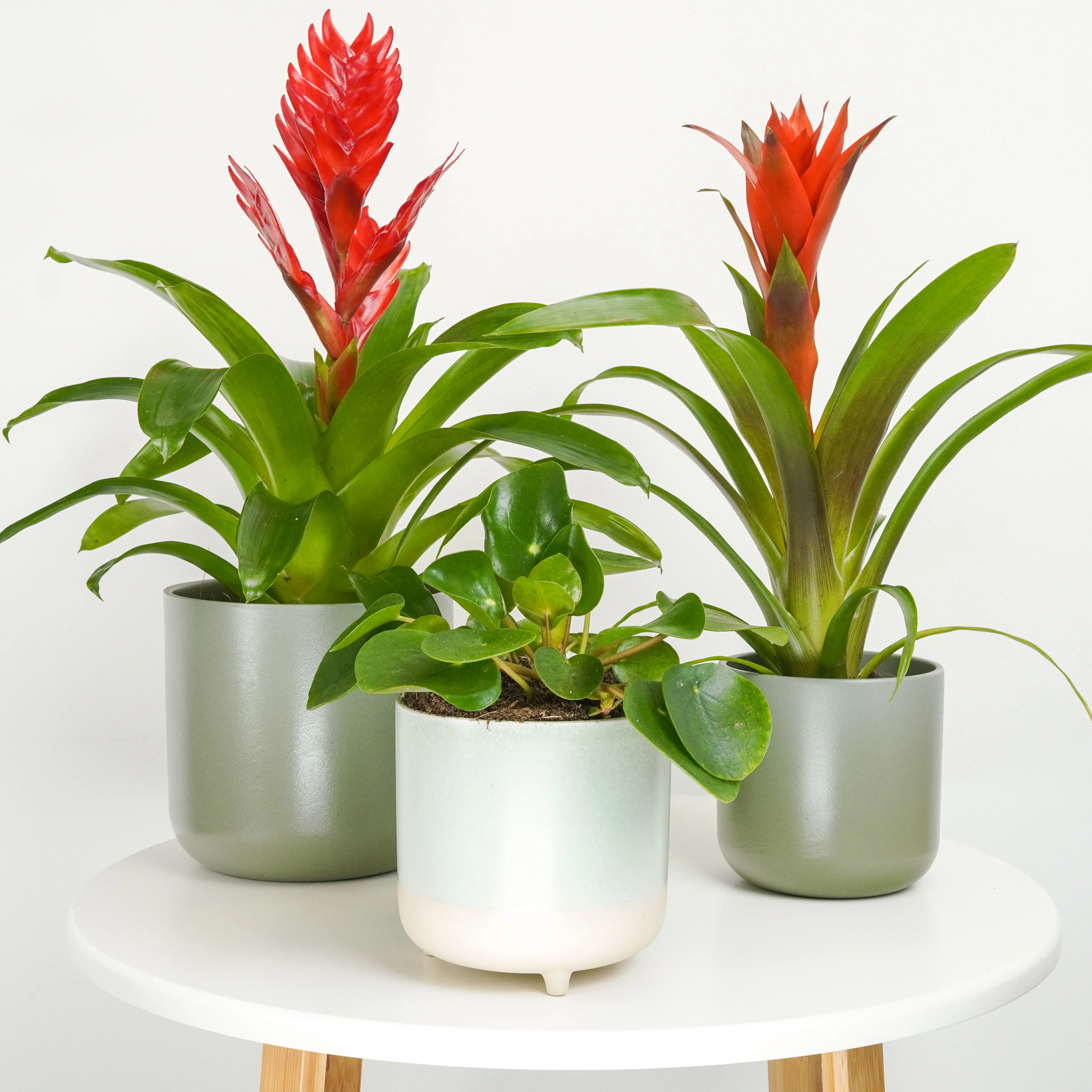 Chinese New Year Lucky Plants & Good Fortune Gifts