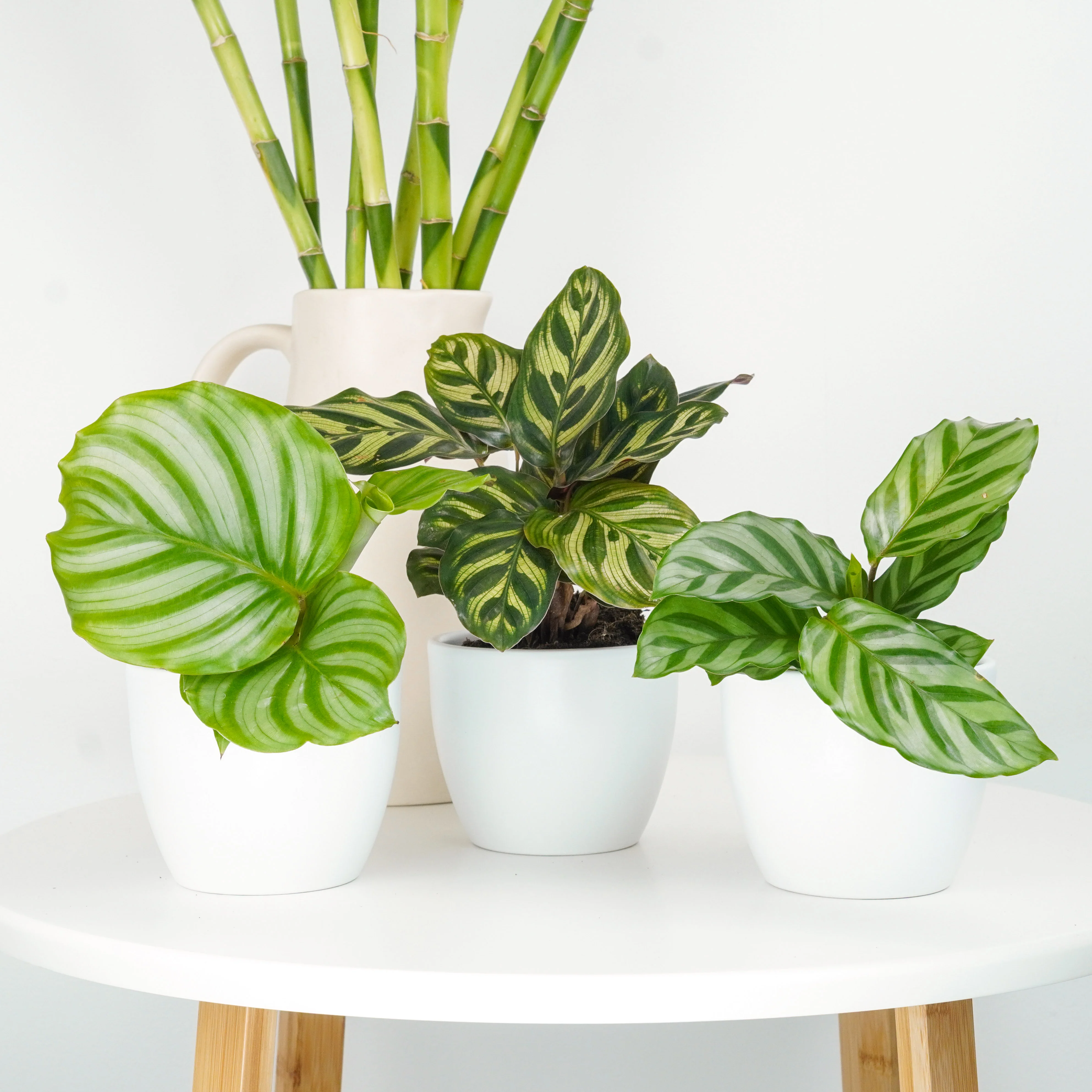 Indoor Plants On Sale