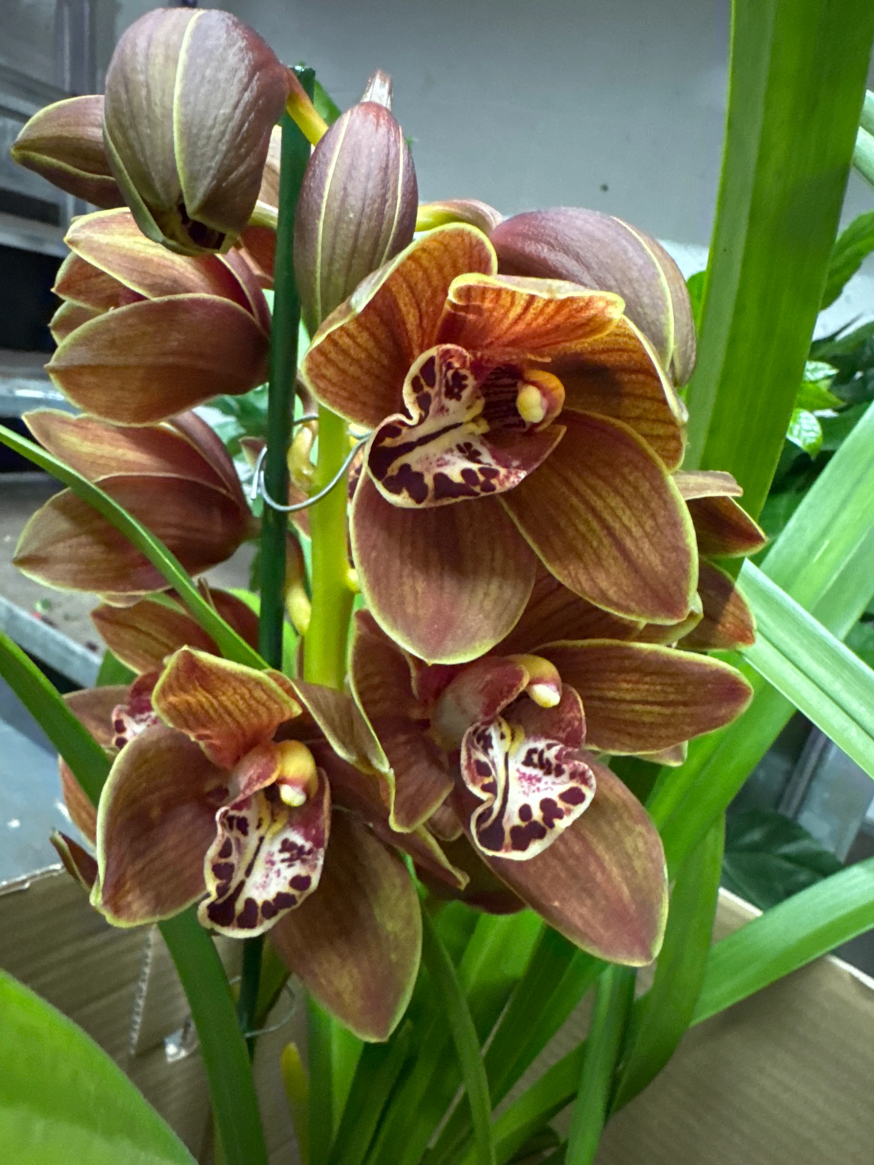 Product image 32