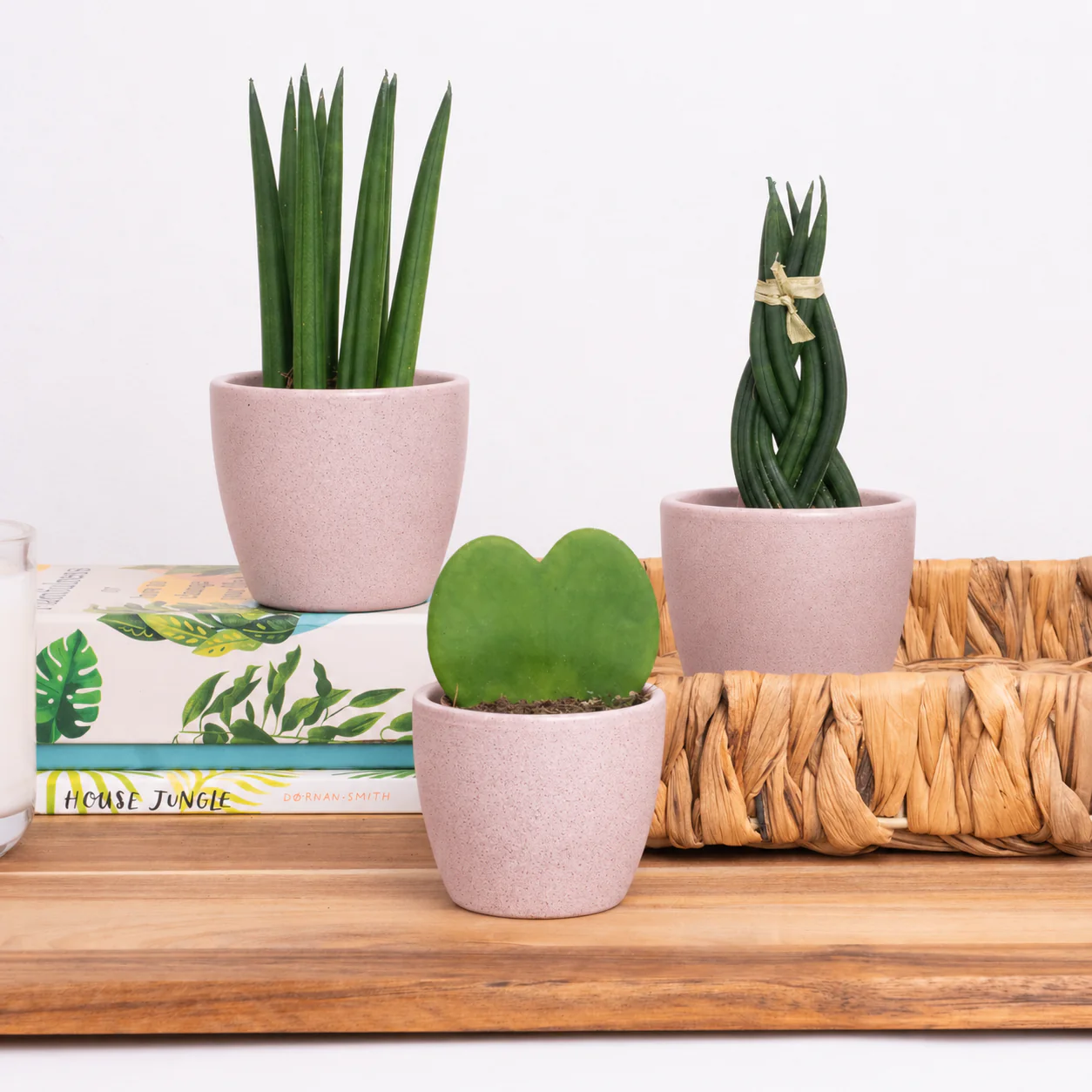 Cyber Monday Indoor Plants