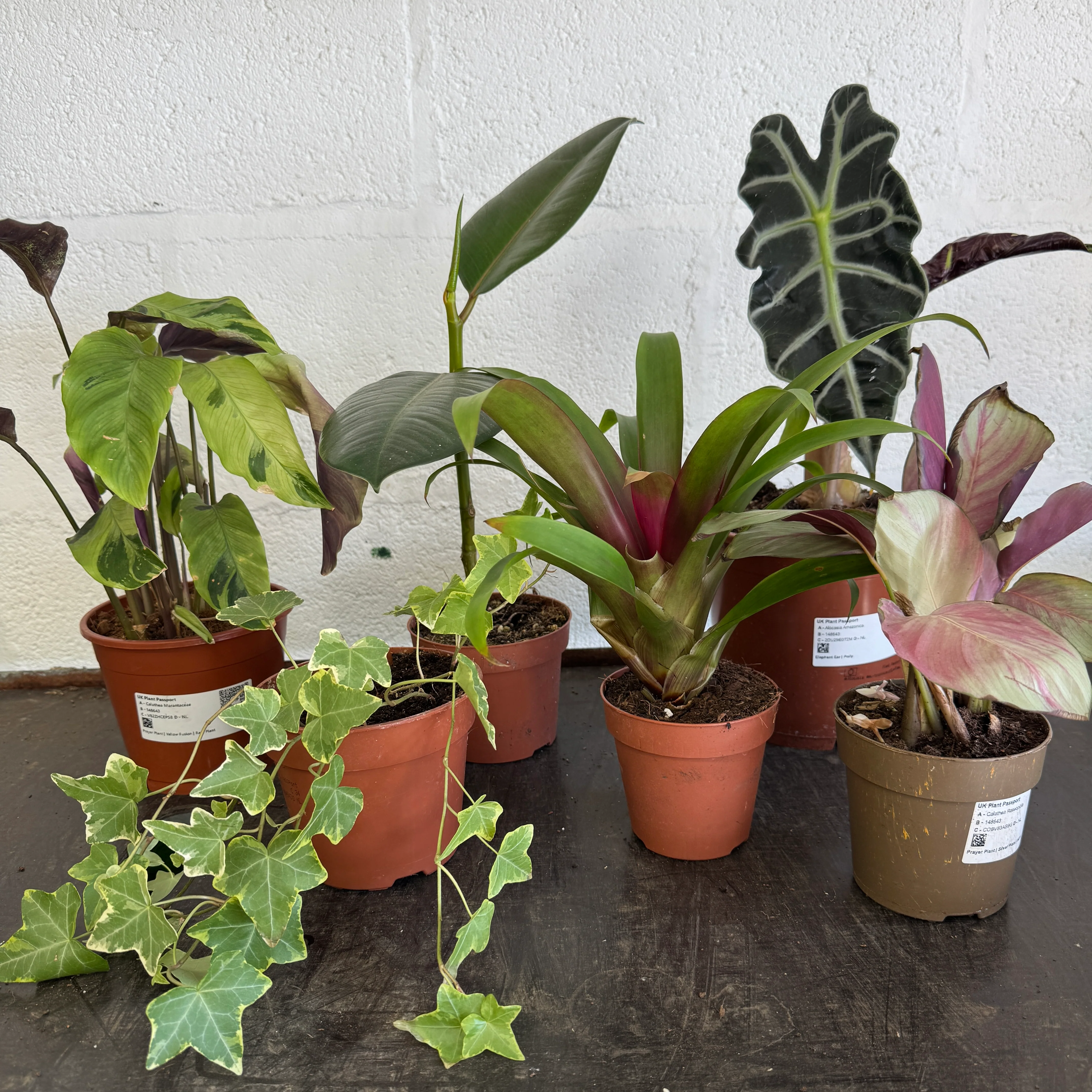 Houseplant Moving Sale