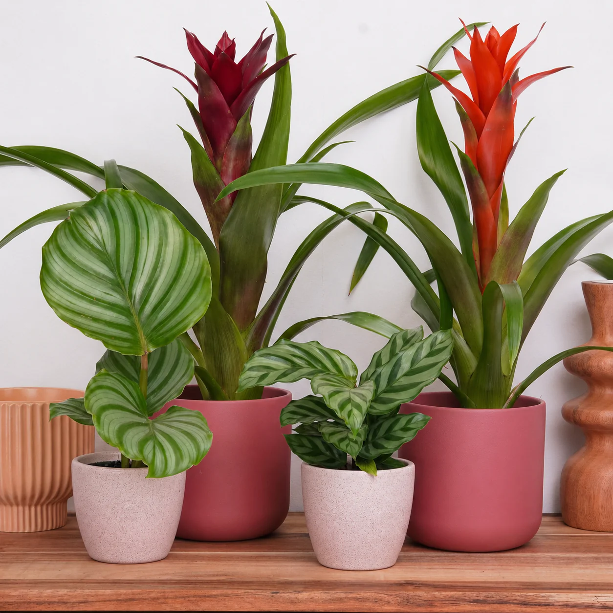 Houseplant Bundles